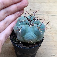 Thelocactus hexaedrophorus