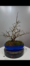 Pre Bonsai Di Melograno