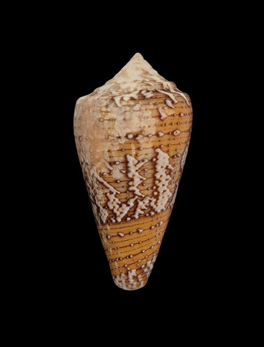 Conchiglia shell conus - conchiglia,