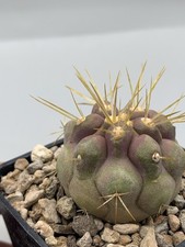 Copiapoa haseltoniana Vaso 6