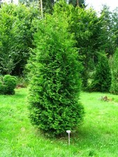 Tuia "Thuja occidentalis