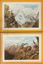 Coppia di Quadri STAMPA Stambecco davanti al ghiacciaio nelle Alpi Svizzere Rari