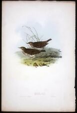 John Gould Uccelli Ornitologia stampa antica litografia 1865 pispola anthus