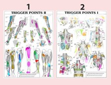 Trigger Points Anatomia Umana