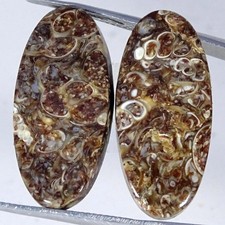 Coppia fossili di agata