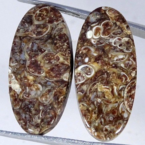Coppia fossili agata - fossili,