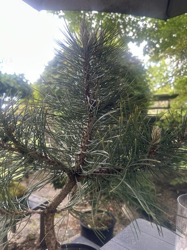 Austrian pine pre bonsai - pine, pre-bonsai