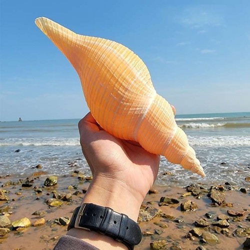 Conchiglia naturale resina
