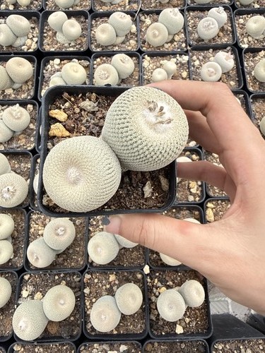 Pianta cactus succulenta - cactus,