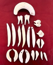 LOTTO DI DENTI DI CINGHIALE (21)