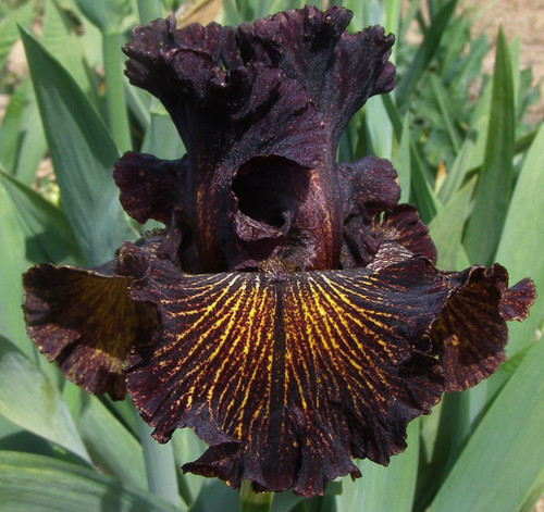 Iris dark energy - tb, energy'
