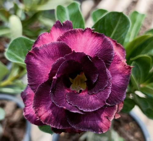 Rosa del deserto adenium - rosa,