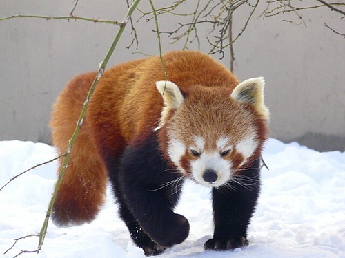 Photo 6x4 red panda the - photo, at