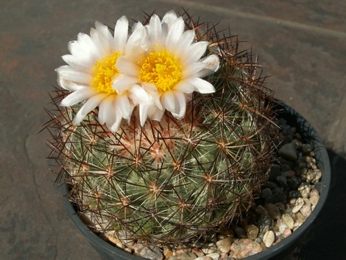 Pediocactus simpsonii šn 1122 - pediocactus,