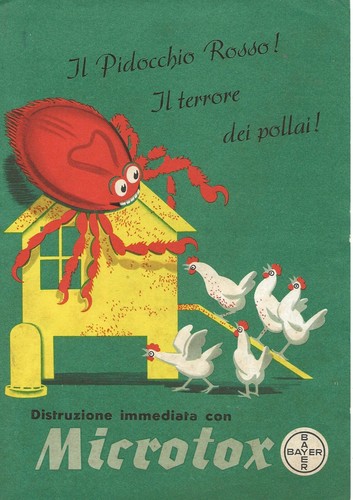 P079 pidocchio - p079-il,