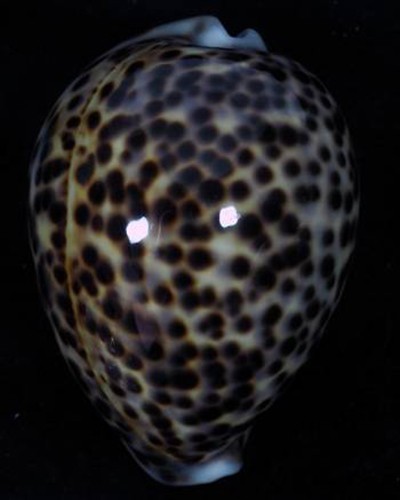 Cypraea tigris pardalis - tigris,