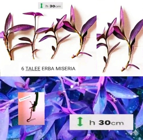 Talee setcreasea purpurea - 6,