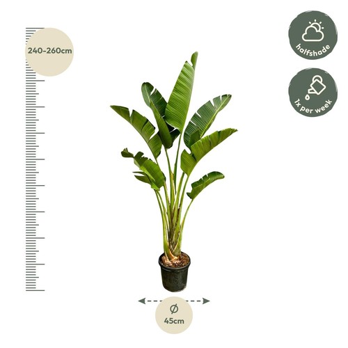 Strelitzia augusta - augusta, /