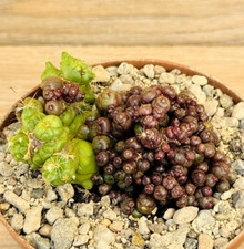 Mammillaria bocasana