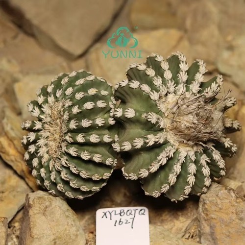 Discocactus horstii wysiwyg - discocactus,
