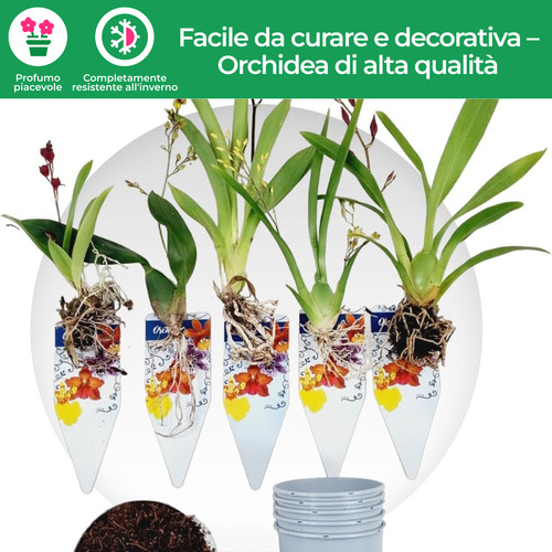 Piante orchidee interno - orchidee, da