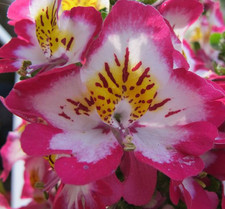 100 Semillas de For Mariposa -