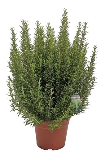Rosmarino rosmarinus - rosmarino, "rosmarinus