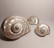 Set 3 Conchiglie In Madreperla