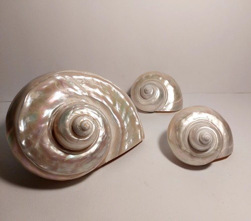 Set conchiglie madreperla - set,