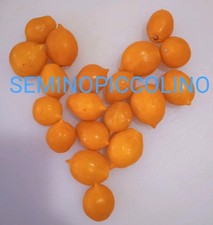 25 Semi Pomodoro Pizzutello