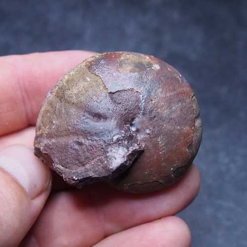 Goniatite devoniana - 48,