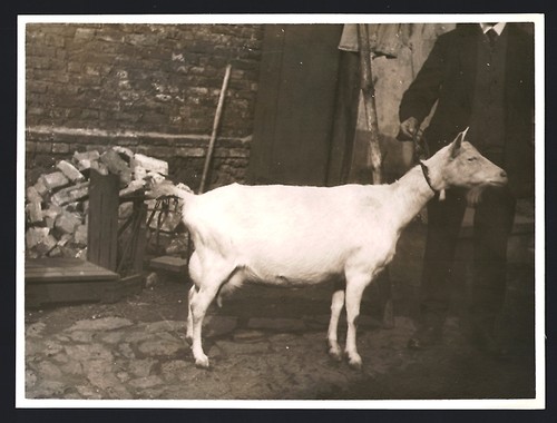 Fotografia mostra animali - di, /