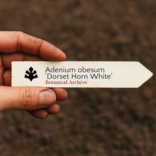 Adenium obesum 'Dorset Horn
