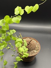 Plant dioscorea elephantipes