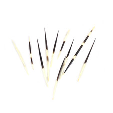 10 penne di porcospino