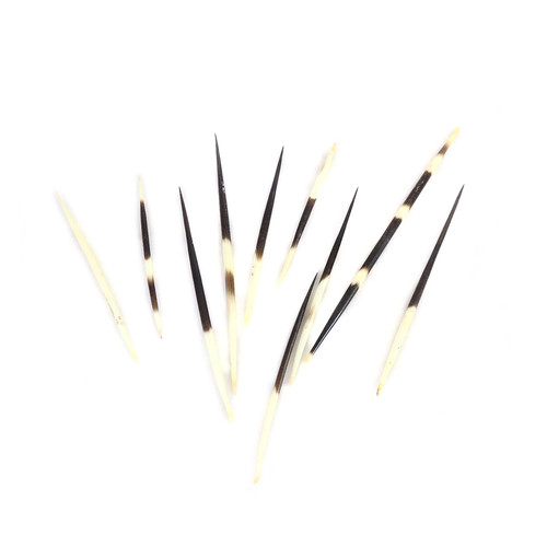 Penne porcospino - penne, di