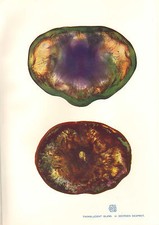 Stampa Studio Vittoriana 1904 ~ Vetro Traslucido Di Georges Despret Beaux-Arts