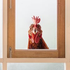 Adesivo statico gallo fattoria
