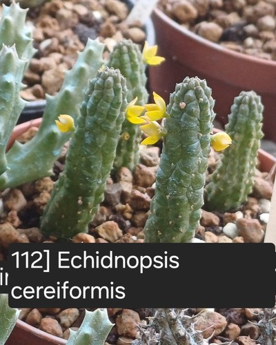 Talea radicata echidnopsis - talea,