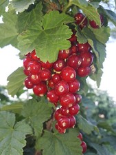 PIANTA DI RIBES ROSSO –VARIETÀ JUNIFER – PRECOCE - FRUTTI DI BOSCO – DA PUGLIA