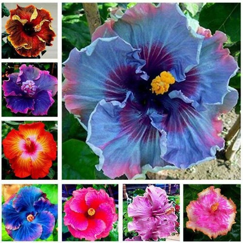 Afrikanische malve hibiscus - afrikanische, (hibiscus
