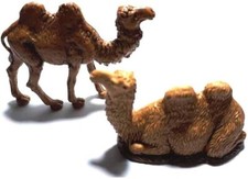 2 cammelli animali per