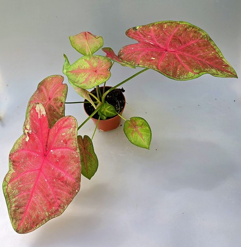 Bellissimo caladium sexy rosa - sexy,