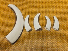 DENTI  di CINGHIALE naturali set di 5 pezzi da mm 33 a mm 91