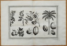 Botanica palma da cocco #