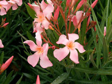 50-SEMI DI NERIUM OLEANDER "OLEANDRO SALMONE"
