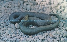 R035039 Northern Water Snake