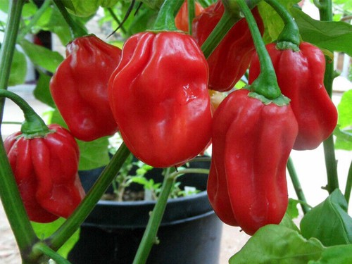 Habanero red semi - habanero, red,