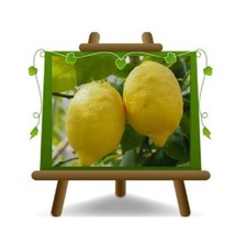 Agrumi Limone 4 Stagioni