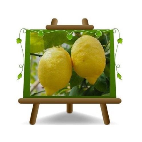 Agrumi limone stagioni - limone,